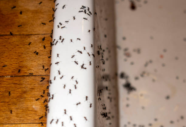 Best Best Pest Control Companies  in Pontoon Beach, IL